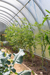 Growing vegetables in a greenhouse. Tomato seedlings in a greenhouse. Broccoli in a greenhouse.