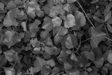 Black and white Hedera, commonly known as Ivy leaves textured pattern background