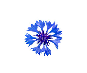 Close up of blue cornflower flower isolated on white. - obrazy, fototapety, plakaty