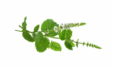 Mint flower on white