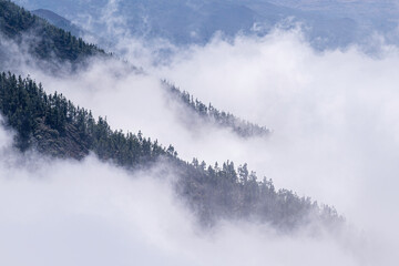 Cloud inversion on the slopes of Mount Teide, Tenerife, Spain, which are covered in pine trees