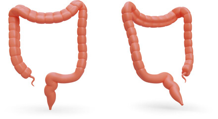 3D large intestine, front and back view. Human digestive organ. Isolated image. Realistic image with shadows. Vector illustration for design of medical apps, websites, tutorials