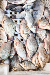 Crucian carp freshwater fish. Fresh alive fish in box. Restaurant organic food fishmarket concept.
