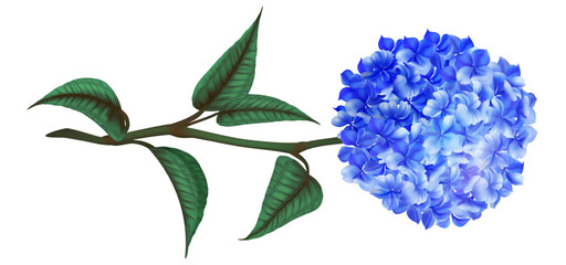 Hydrangea flower. Realistic Hortensia blue blossom with green leaves. Wedding decoration isolated element. Beauty garden. Blooming branch. Botanical beautiful plant, vector 3d illustration