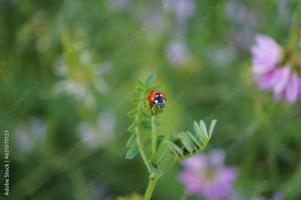 Wall mural Ladybug on the green grass. Insects in nature.