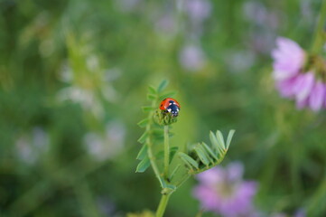 Ladybug on the green grass. Insects in nature.