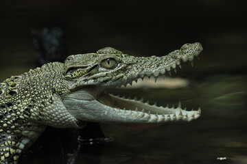 Fototapeta premium crocodile, estuarine crocodile, estuarine crocodile whose mouth is open