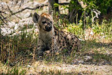 Serenity in the Savanna - Spotted Wild Hyena Resting in Tall Grass