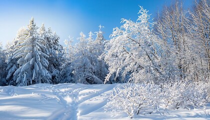 snow covered trees in winter, Snow and Trees, Snow covered trees adjacent to a field with freshly fallen snow