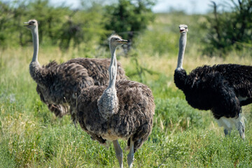 Graceful Giants: Diverse Ostrich Ensemble Roaming Free in Namibian Wilderness