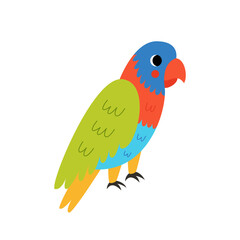 Vector picture of cute cartoon rainbow lorikeet  isolated on white background.