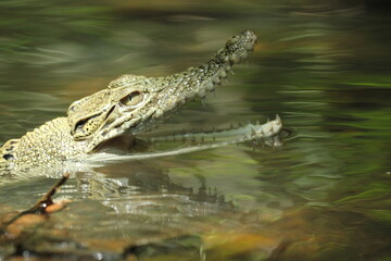 crocodile, estuarine crocodile, estuarine crocodile whose mouth is open