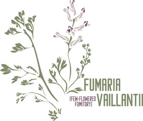 Few-flowered fumitory medicinal herb in color vector silhouette. Set of medicinal Fumaria vaillantii plant in color image for pharmaceuticals and. Medicinal herbs color drawing