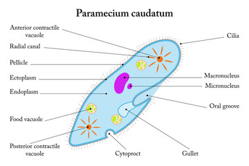 Labelled diagram of Paramecium caudatum.