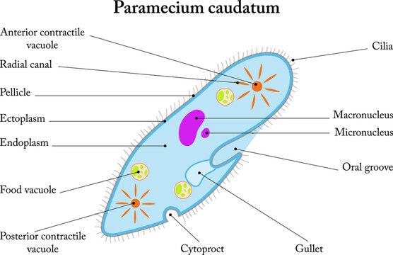 Labelled diagram of Paramecium caudatum.