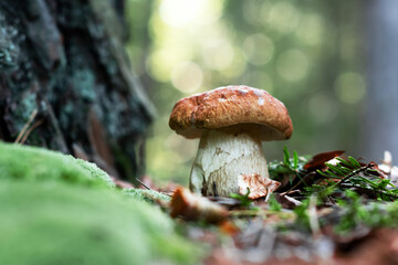 Big white mushroom porcini in autumn forest. Nature landscape photography