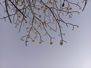 Frangipani tree with lots of branches and frangipani flowers that are blooming under the blue sky