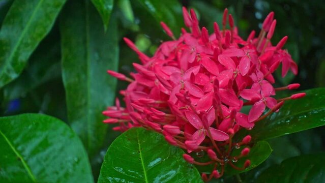 Colorful locked off shot of bright pink mango flowers in bloom - Filmed in the Philippines.