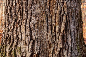 Oak trunk close-up in the autumn forest