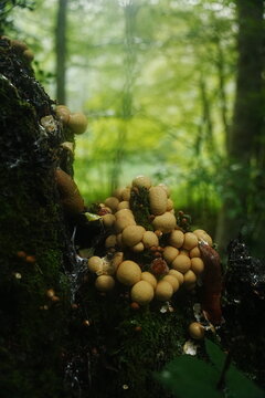 Babosas aliment&aacute;ndose de hongos Pedo de Lobo (Lycoperdon pyriforme) en tronco podrido. Ejemplo de micofagia y biodiversidad en el suelo del bosque h&uacute;medo.