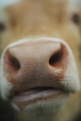 Discover the innocent curiosity captured in the photograph of this young calf, with its nose...