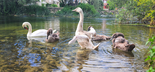 family of swans