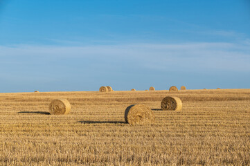 Fototapeta premium Straw bales on harvested field with many hay bales in horizon