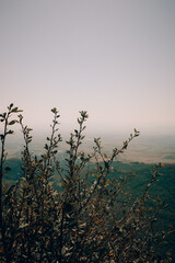 Bush on top of a mountain