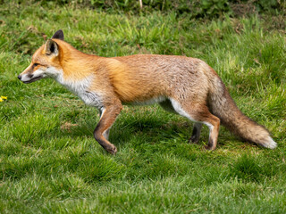 Red Fox Walking on Grass