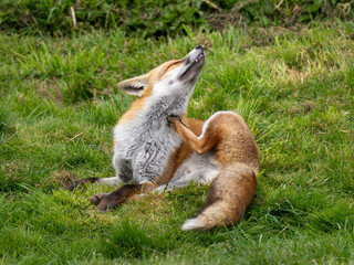 Obraz premium Red Fox Curled up on thr Grass Cleaning