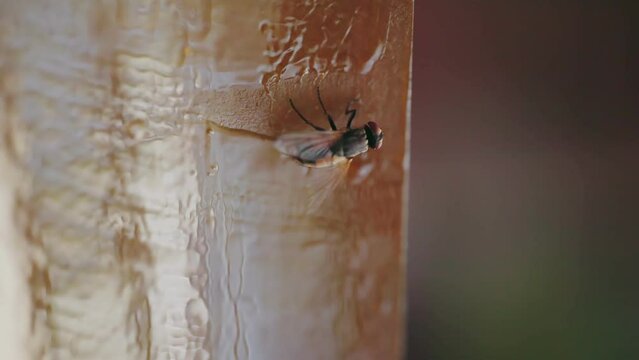 a fly stuck to a flycatcher, close-up shot