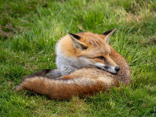 Red Fox Curled up on thr Grass Cleaning