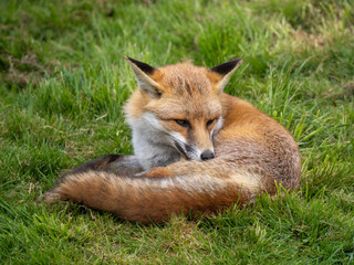 Naklejka na ściany i meble Red Fox Curled up on thr Grass Cleaning