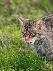 Naklejka premium Close up of a Scottish Wildcat Head
