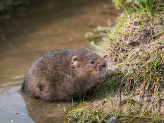 Water Vole Swimming in Water