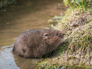 Water Vole Swimming in Water