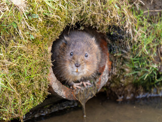 Water Vole Swimming in Water