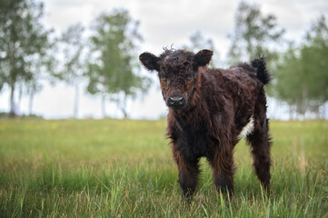 beautiful galloway cow calf standing on a meadow