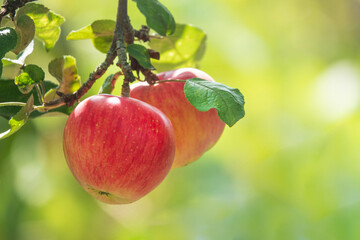 Pair of ripe red apples