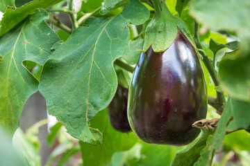 Fresh organic eggplant harvest - 651108393
