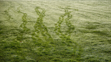 Traces dans un champ couvert de rosée