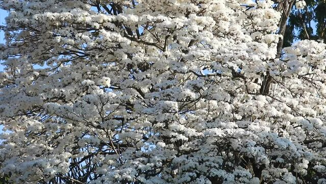 Wonderful Flowers of a white ipe tree, Tabebuia roseo-alba (Ridley) Sandwith. Known as: "Ip&ecirc;-branco", "Ip&ecirc;-branco-do-cerrado", "Ip&ecirc;-rosa" 4k video