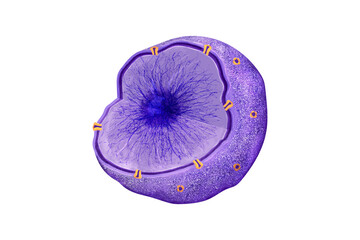 Nucleus: Eukaryotic cell's central organelle, enclosed by a double membrane, containing DNA in chromatin form, orchestrating essential genetic functions,nuclear pore,envelope,