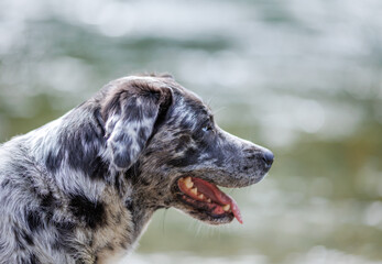 Aussiedor portrait side