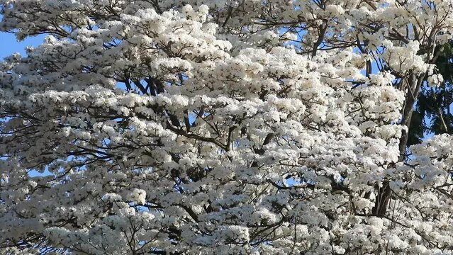 Wonderful Flowers of a white ipe tree, Tabebuia roseo-alba (Ridley) Sandwith. Known as: "Ip&ecirc;-branco", "Ip&ecirc;-branco-do-cerrado", "Ip&ecirc;-rosa" 4k video