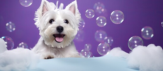 Clean West Highland White Terrier dog wrapped in towel with bubbles Concept pet grooming