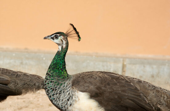 Young peacock peachick bird in park