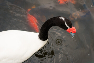Pato de cabeza negra y pico naranja nadando en un lago - obrazy, fototapety, plakaty