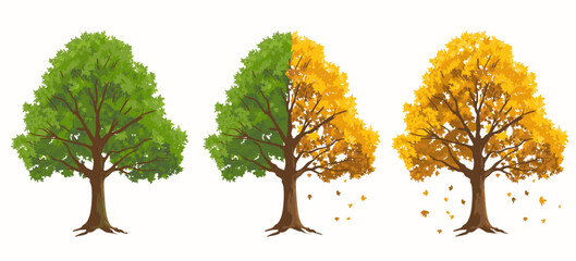 Isolated summer and autumn trees with green leaves and yellow falling leaves.