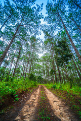 Beautiful larch forest with different trees,pine forest green on the mountain on nature trail at Doi Bo Luang Forest Park, Chiang Mai, Thailand in the morning.